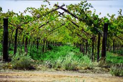 ASCII   Kolor stitching | 2 pictures | Size: 6031 x 4020 | Lens: Standard | RMS: 2.83 | FOV: 14.89 x 9.96 ~ 0.00 | Projection: Planar | Color: LDR |